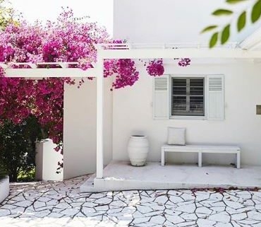 a whitewashed house with a completely white patio and pergola. Growing around the pergola is a bougainvillea with striking pink flowers