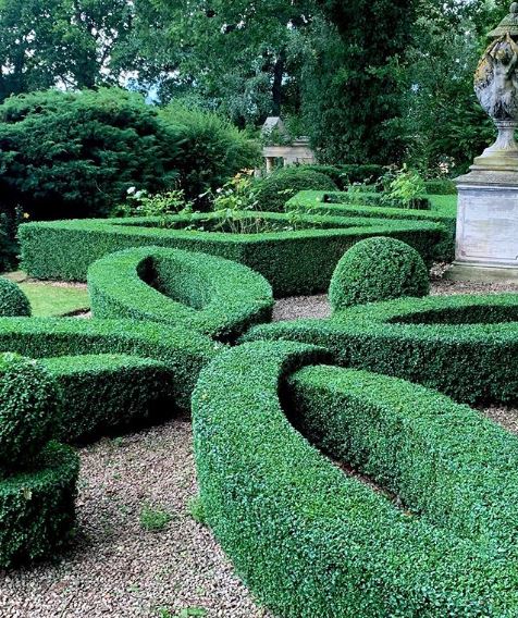 an immaculate knot garden, made from a single hedge trimmed into an interlinking shape