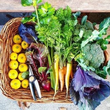 wicker basket filled with brightly coloured produce, fresh from the kitchen garden