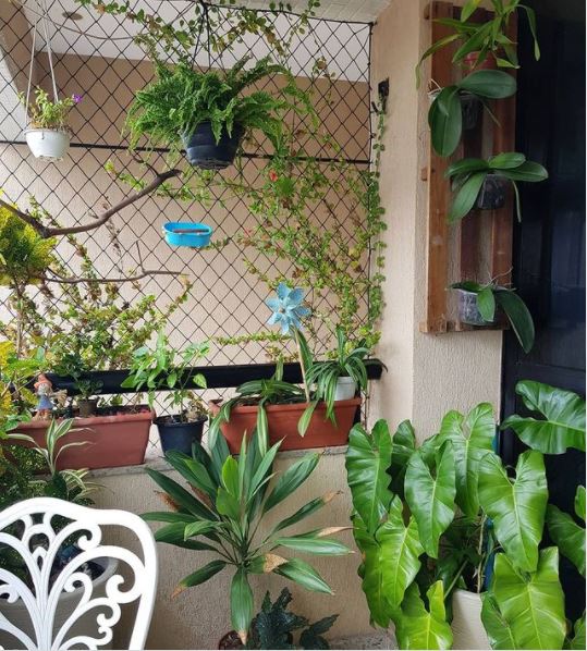 plants growing across a wire mesh to create privacy between balconies