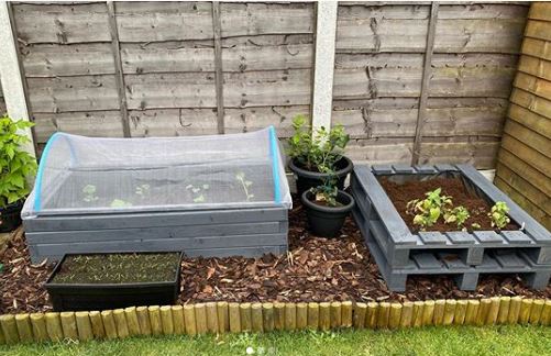 a vegetable patch with a pallet planter separating different crops