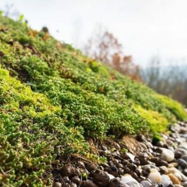 a close up of the edge of a living roof, showing a layer of retaining gravel