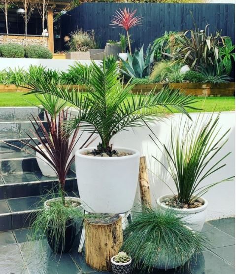 a collection of tropical plants in outdoor pots