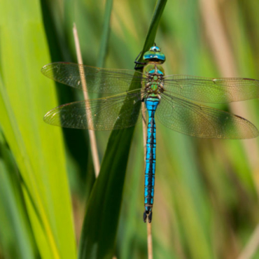 close up of a bright blue dragonfly perched on some grass