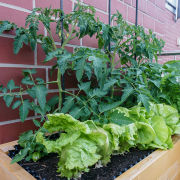 tomatoes and lettuce in a raised planter