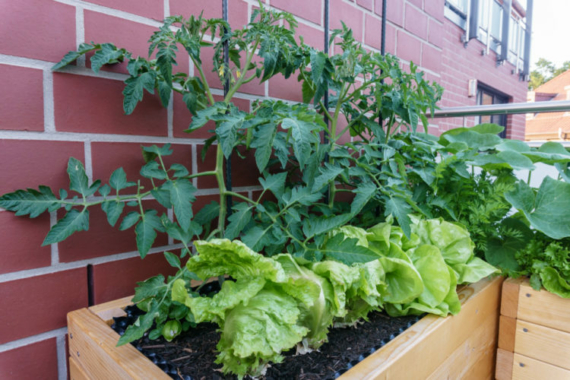 tomatoes and lettuce in a raised planter