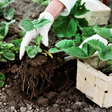 how to grow strawberries, taking young plants from a box and putting them into the ground