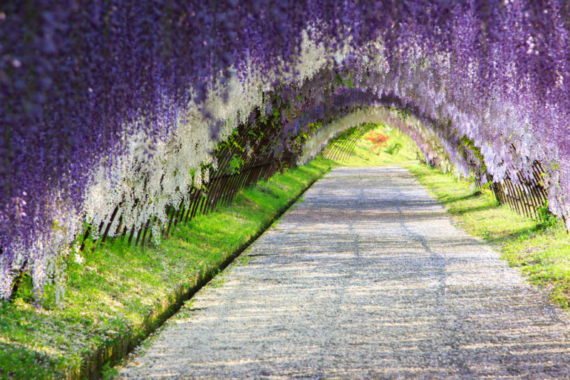 the Kawachi Fuji Garden in Kitakyushu, Japan, is considered one of the most spectacular wisteria displays in the world and an epicentre for wisteria hysteria