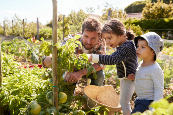 a father and two children looking closely at a tomato vine in a vegetable patch