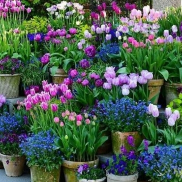 about forty stone pots brimming with pink and indigo flowers