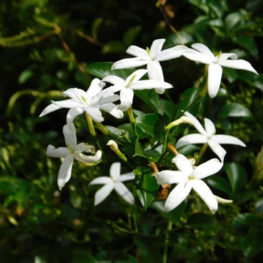 jasminum officinale flowers
