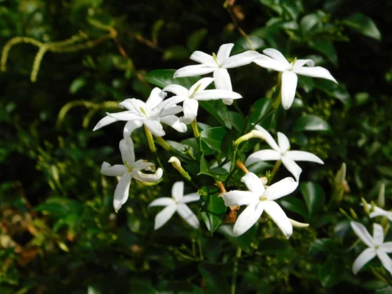 jasminum officinale flowers