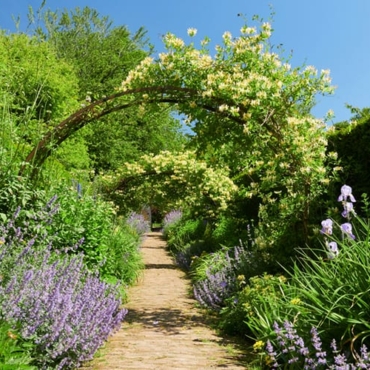 honeysuckle arch trellis