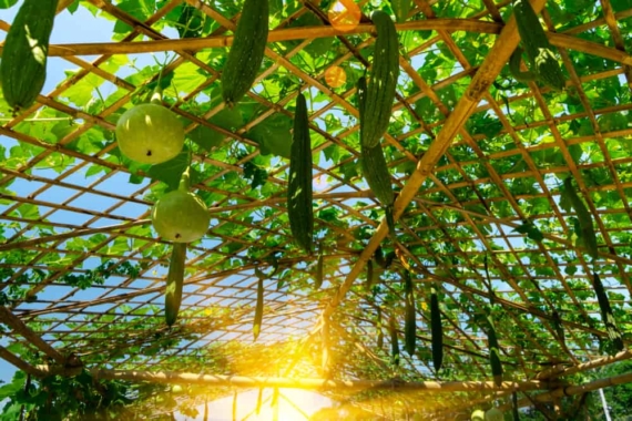 when to trellis squash