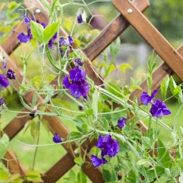 Liliac sweet peas on a wooden trellis