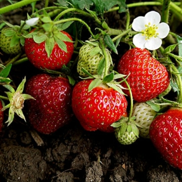 will strawberries climb trellis
