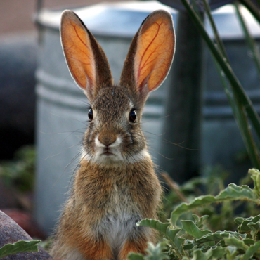 stop bunnies from chewing on garden furniture