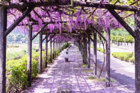 trellis wisteria