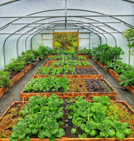 Raised beds greenhouse gardening