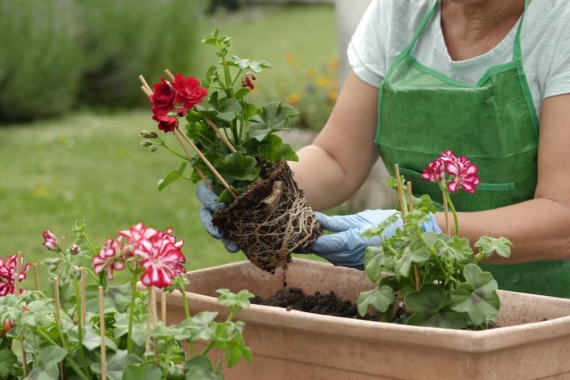close up of woman potting geranium flowers