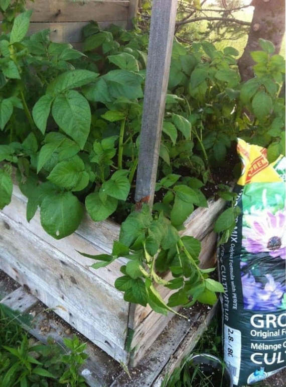 pallet potato box
