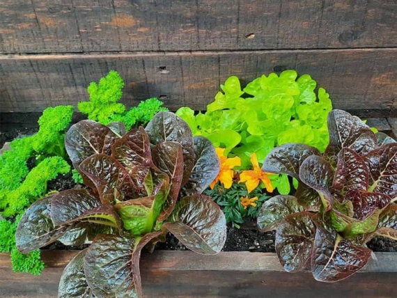 what to grow in a vegetable planter box