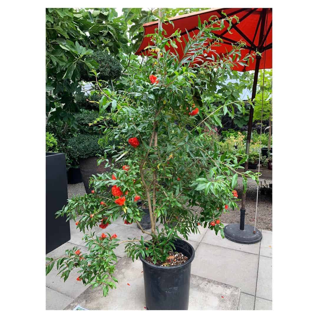 pomegranate tree planter box