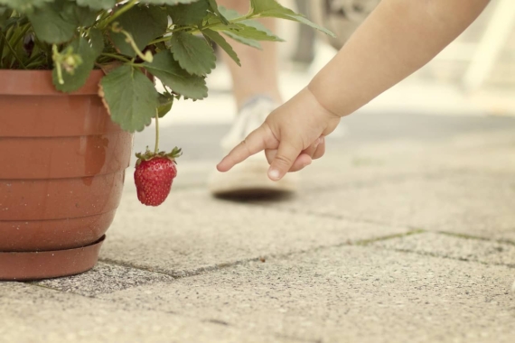 strawberry planter