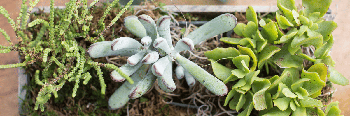 succulents in a planter box