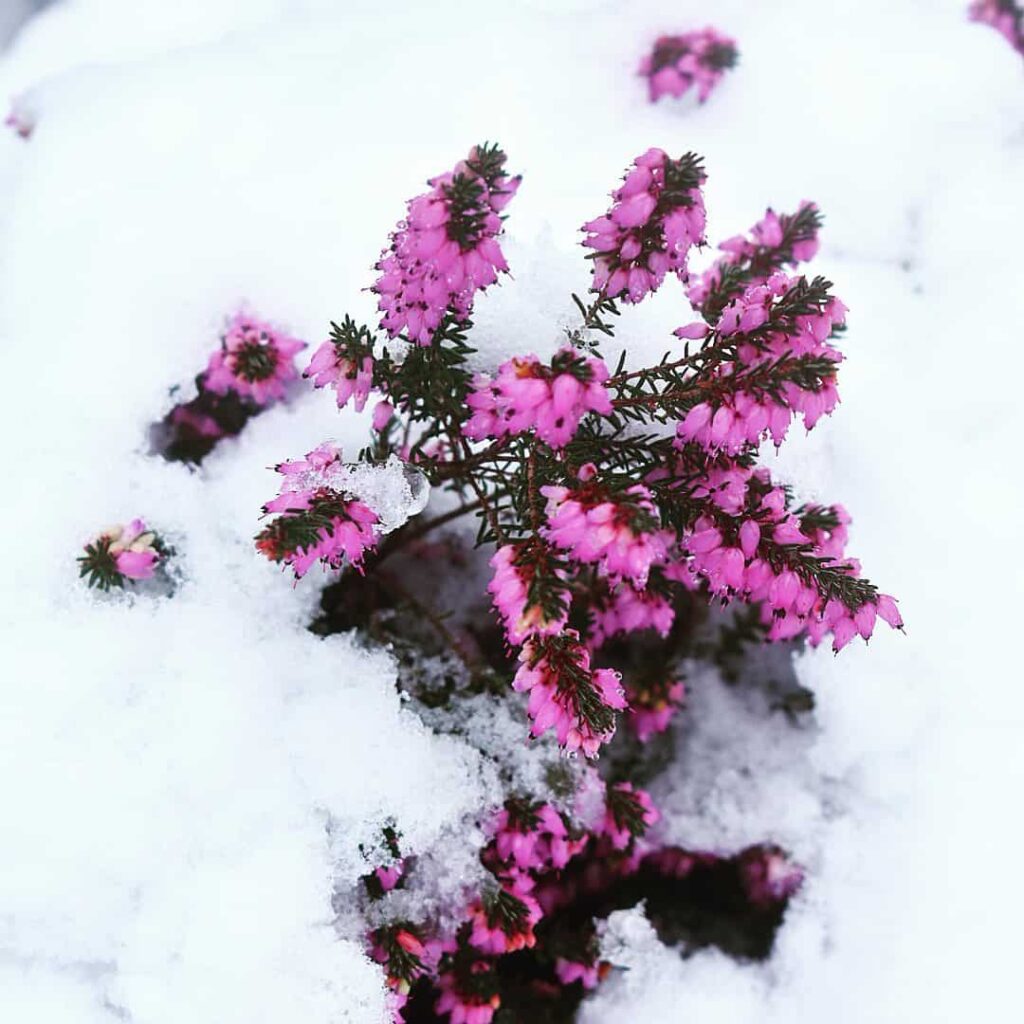 10 Plants to Paint Your Dull Winter Garden With Vibrant Colours