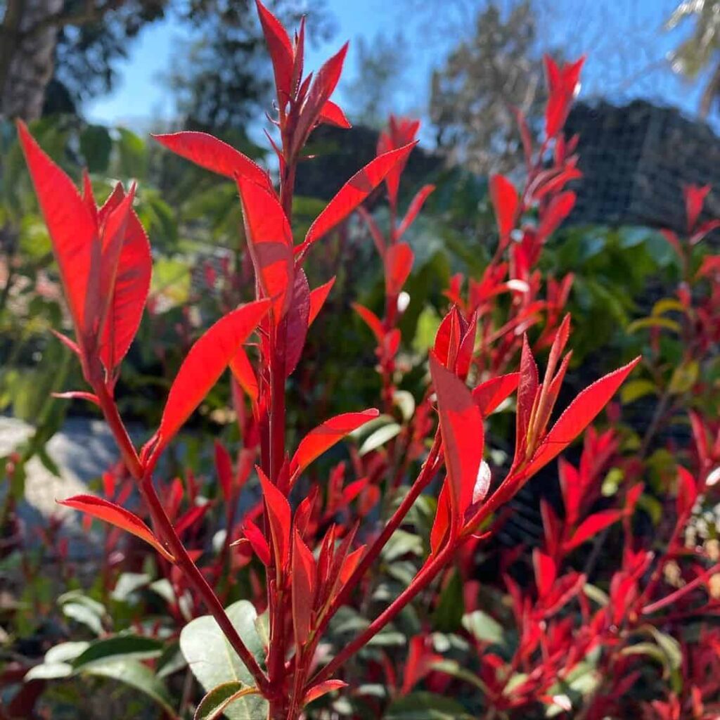 10 Plants to Paint Your Dull Winter Garden With Vibrant Colours