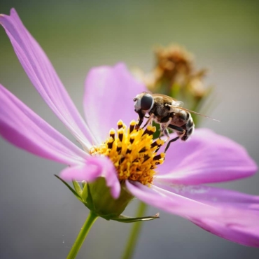Autumn Flowering Plants For Bees