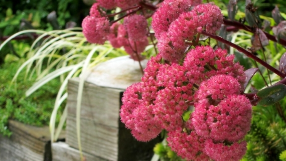 Hylotelephium 'Red Cauli'