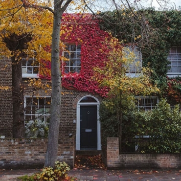 autumn red climbing plants