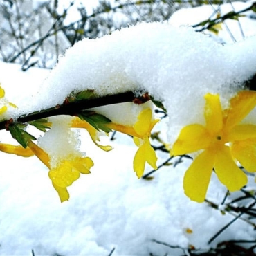 12 Winter Flowering Plants For A Vivid Garden 2