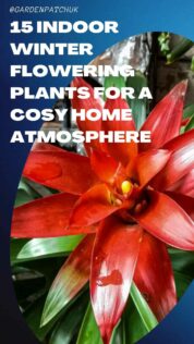 15 INDOOR WINTER FLOWERING PLANTS FOR A COSY HOME ATMOSPHERE