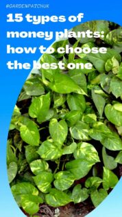 15 types of money plants how to choose the best one-min
