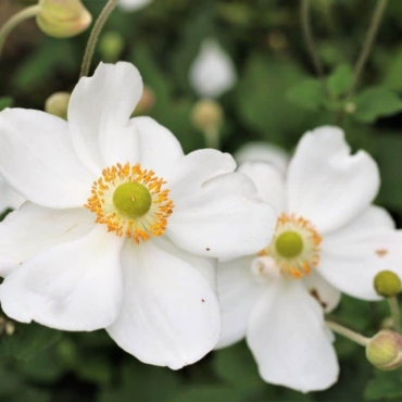 anemones winter flowering plant for pots