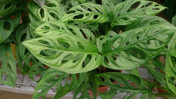 swiss cheese money plant (monstera obliqua)