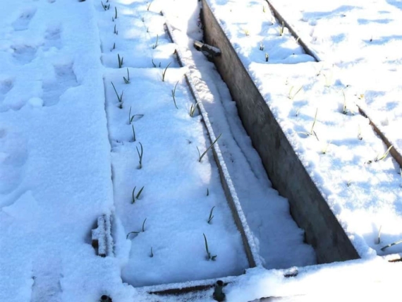 What to Do in the Garden in January: 8 Gardening Jobs 1