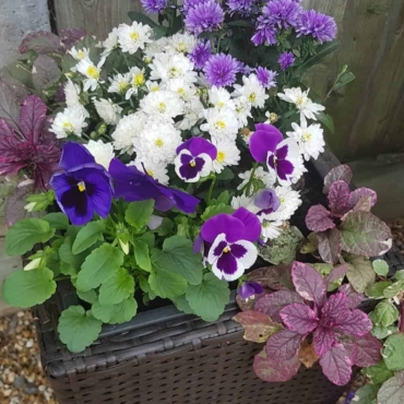 winter and autumn bedding plants guide