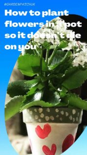 How to plant flowers in a pot so it doesn’t die on you-min