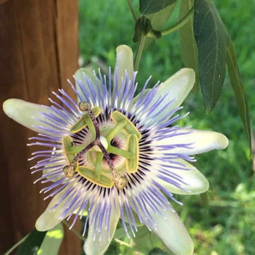 how to grow passionflower in a pot