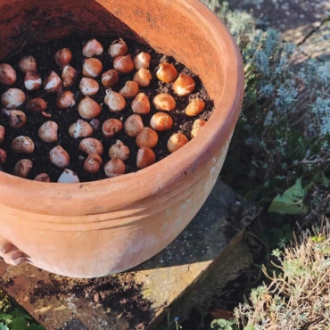 planting spring bulbs