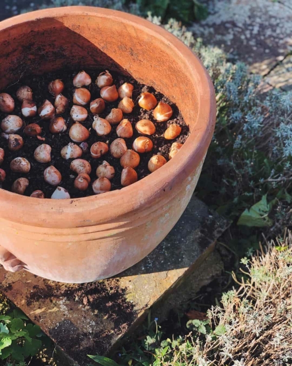 planting spring bulbs