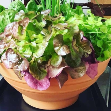 vegetables for a flower pot