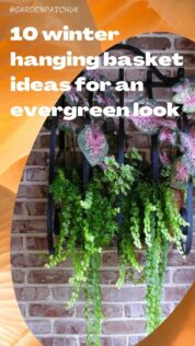 10 winter hanging basket ideas for an evergreen look-min