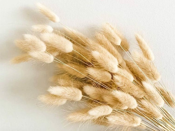 how to grow and dry flowers