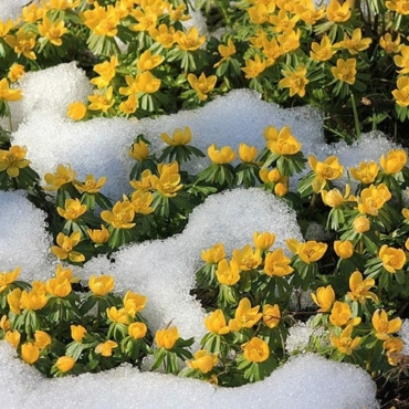 january flowers 10 plants that bloom during january