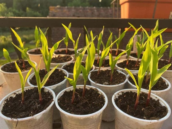 what to do in the garden in april